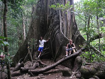 RAINFOREST ADVENTURE 3 IN 1 RAINFOREST ADVENTURE 3 IN 1