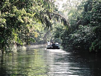 THE REAL TORTUGUERO